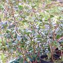 3 Planting Trees (10)